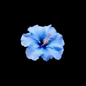 Meet your Posher, Jj